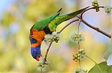 Red-collared Lorikeetborder=